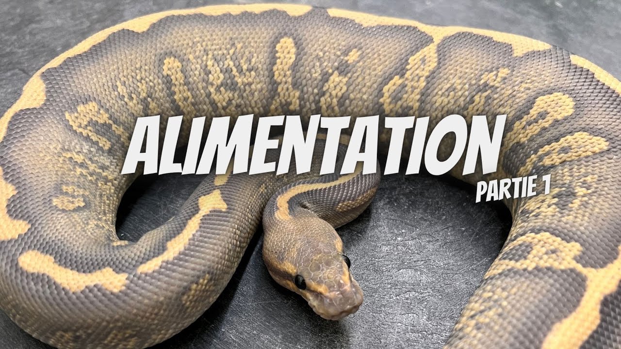 Comment on Nourrit nos Serpents avec l'Objectif d'&Eacute;levage? PARTIE 1