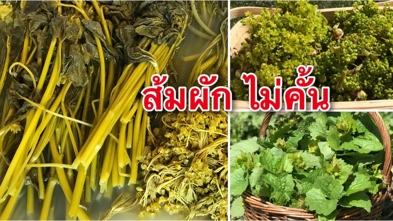 ทำส้มผัก, คั้นส้มผักแบบไม่ต้องคั้น‼️,ผักกุ่มฝรั่ง,ผักเสี้ยนฝรั่ง,Lönn, Löktrav 6 พฤษภาคม ค.ศ. 2020