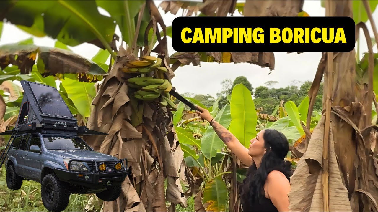 Buscando plátanos mientras acampamos en Corozal,  Puerto Rico