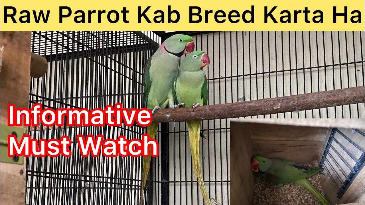 Raw Parrot Breeding Time / Raw Parrot Breed Kab Karta Ha# #vlog #GB Birds