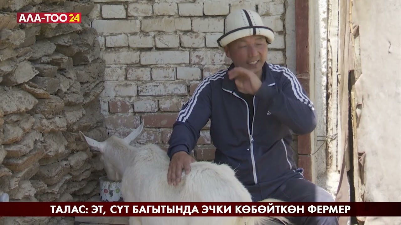 Талас: эт, сүт багытында эчки көбөйткөн фермер