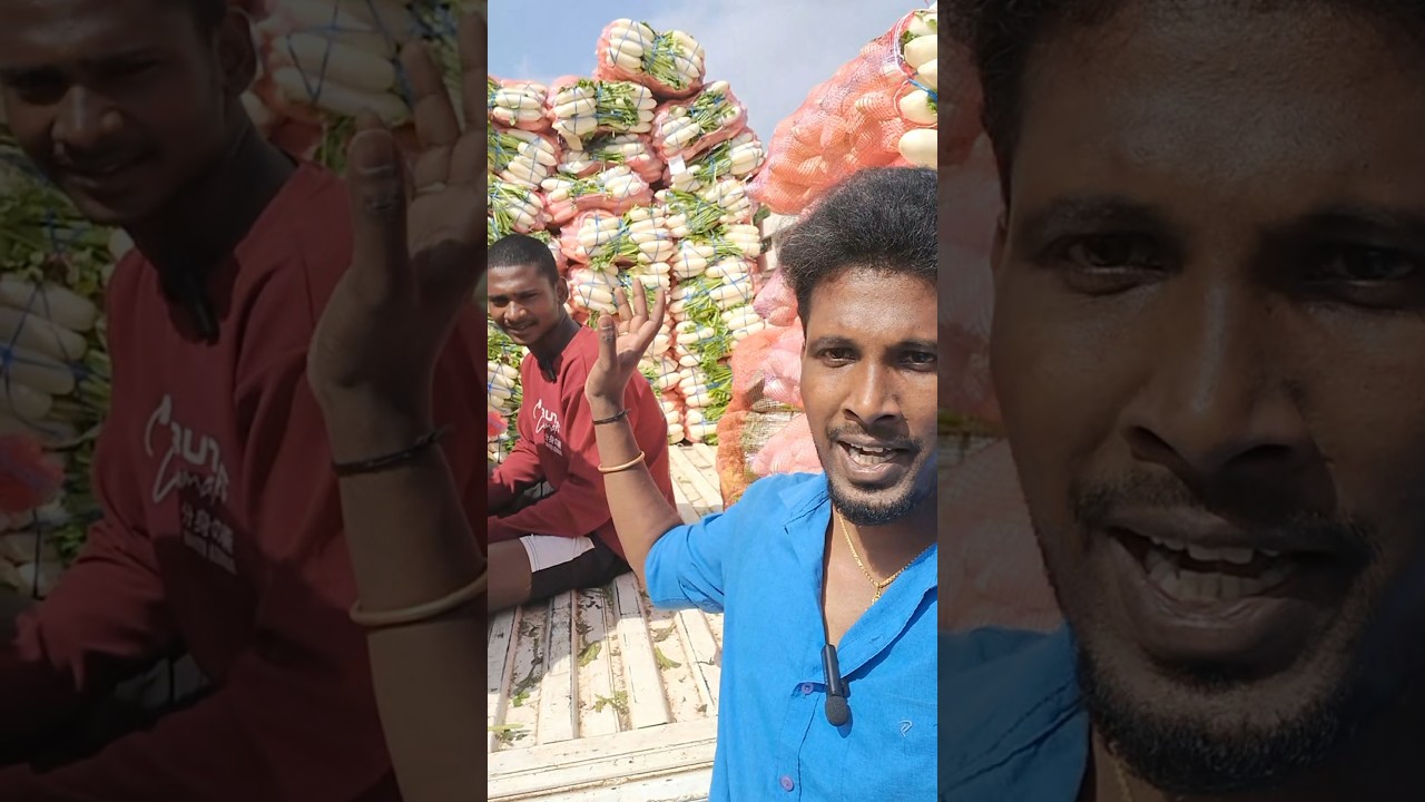 💥 Radish low price | Koyambedu market #trending #radish #vegetables #viralvideo #shorts #subscribe
