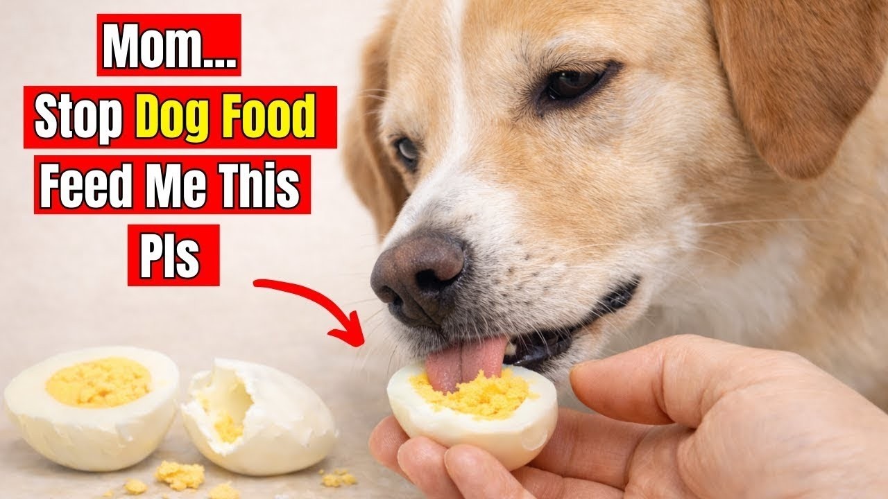 “If You Have an Indoor Dog — Never Do This! Vets Reveal 30 Deadly Mistakes”
