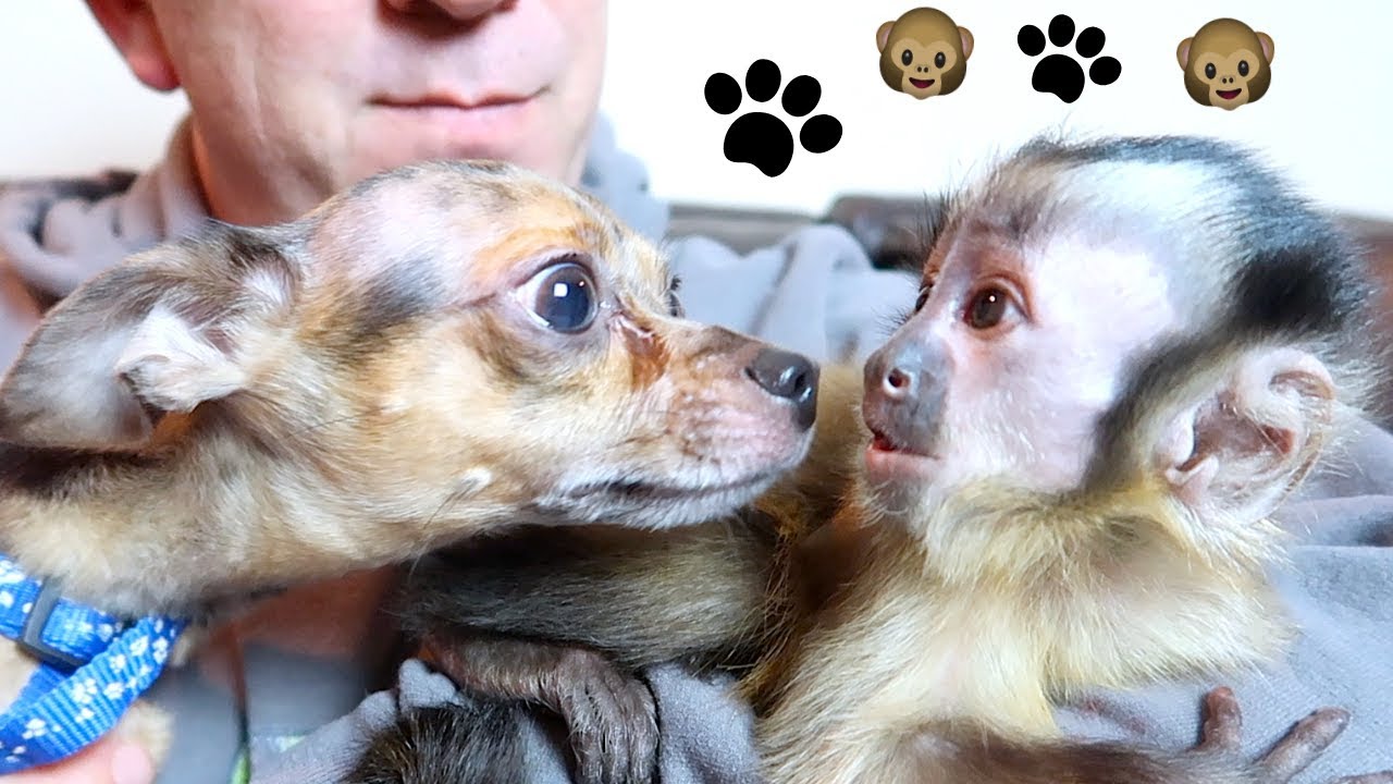 Baby Monkey Meets Dog FOR THE FIRST TIME EVER!