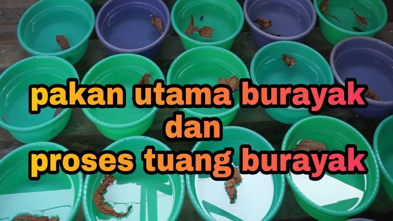 PAKAN UTAMA BURAYAK IKAN CUPANG, DAN PROSES PENUANGAN BURAYAK KE KOLAM