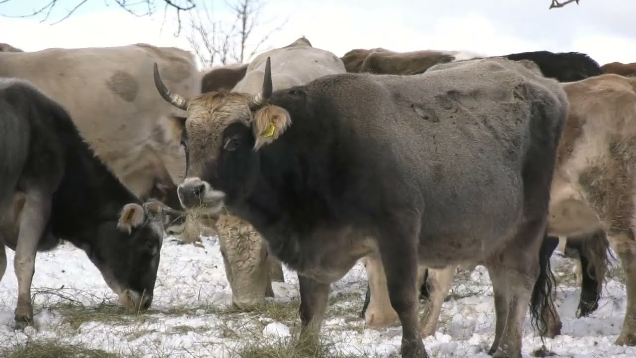 - KRALJ STOCARA HRANI STOTINU GOVEDA U ZIMSKIM USLOVIMA