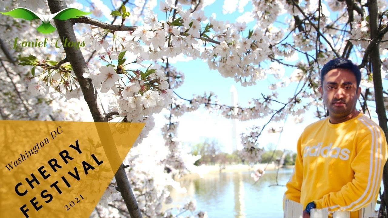Cherry Blossom Festival in Washington DC, USA- বসন্ত এসে গেছে
