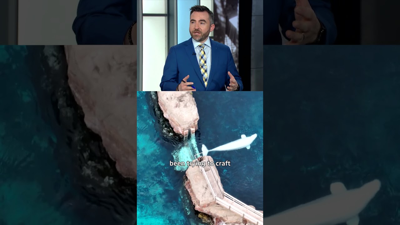 Marineland belugas could be relocated to Spain & across U.S.