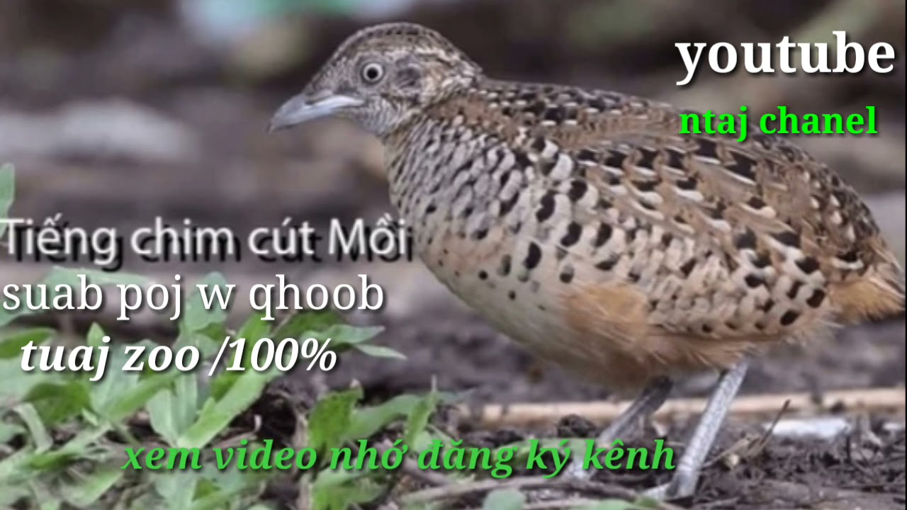 suab poj w qhoob zoo dib tuaj /100% 2121