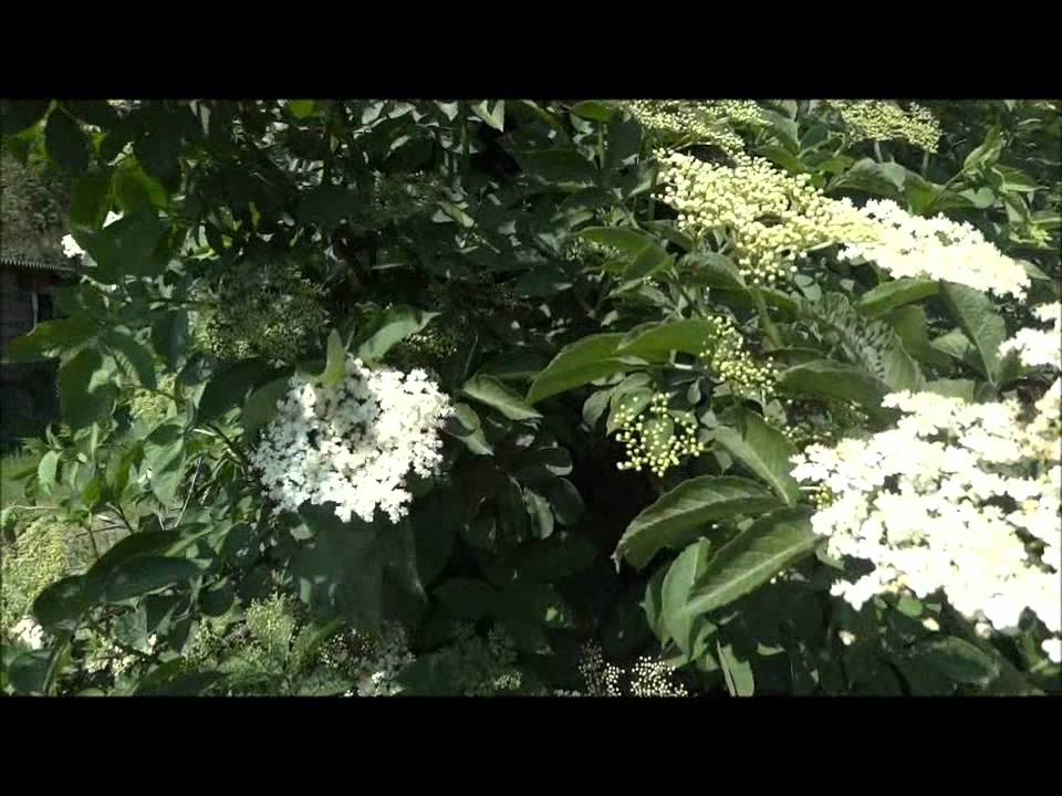 Wildcrafting in Nederland - Vlier (Sambucus nigra)