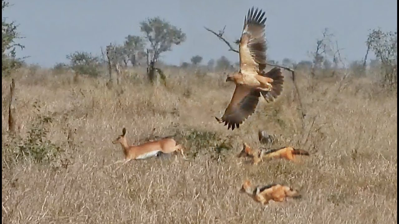 Eagle & 2 Jackals Hunt the Same Buck
