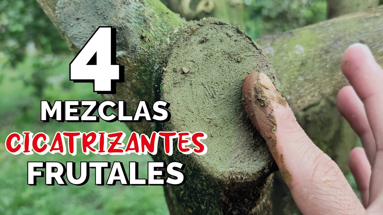 ⚠️ Usa CICATRIZANTE cuando PODES árboles! 4 mezclas INFALIBLES 2023