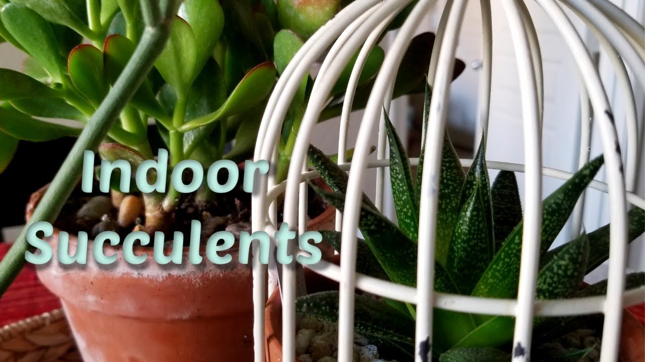 Best Indoor Succulents and Care Tips