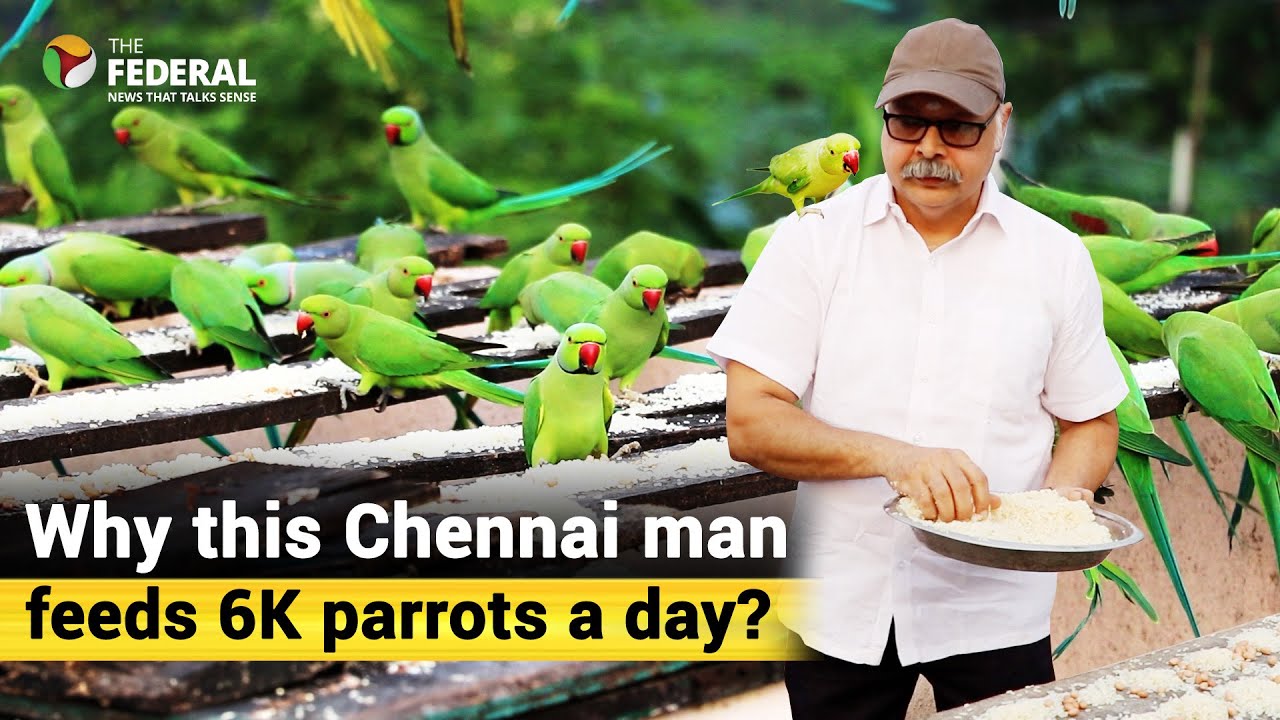 Meiyazhagan | Birdman of Chennai feeds 6,000 parrots daily; here's the backstory