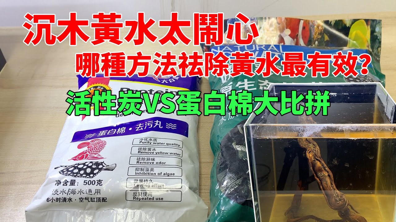沉木黃水太鬧心，哪種方法祛除黃水最有效？活性炭VS蛋白棉大比拼|How to quickly control the yellow water in the fish tank.