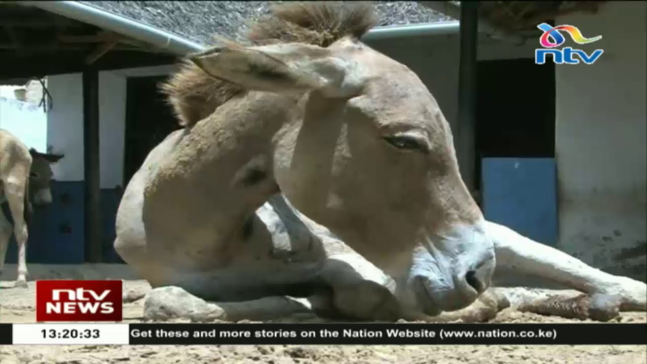 Lamu residents decry continous hyenas attack on their donkeys