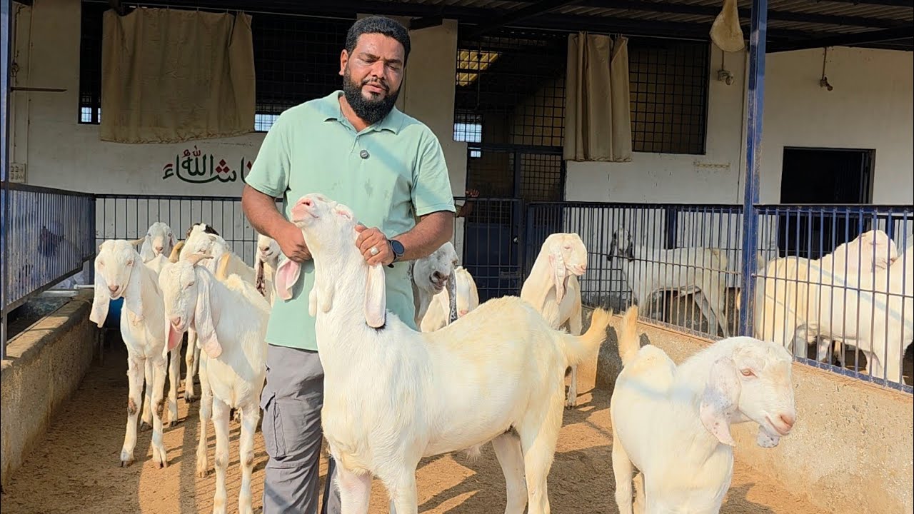 Sojat Palehue Wholesale Bakre | Farm Life Of Farmers | Seema Goat Farm Gujarat. 