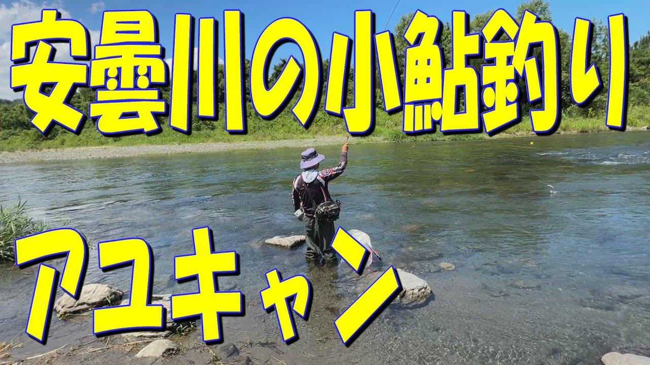 安曇川の小鮎釣り&アユキャンを楽しみました