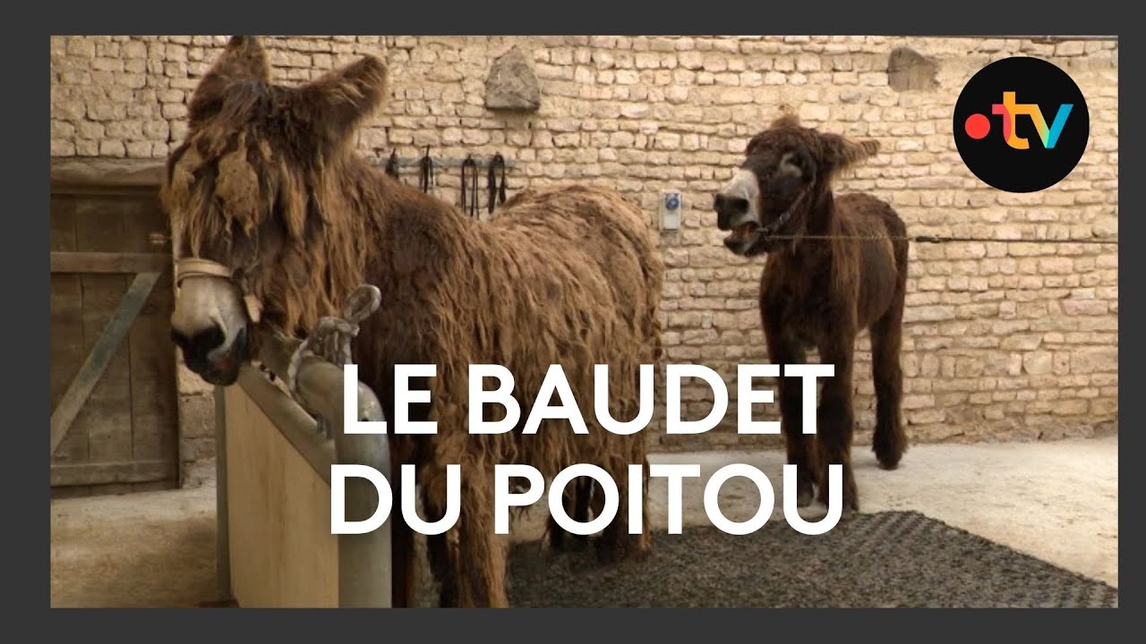 🐴 Le baudet du Poitou à l'honneur : une fierté régionale récompensée au Salon de l’Agriculture