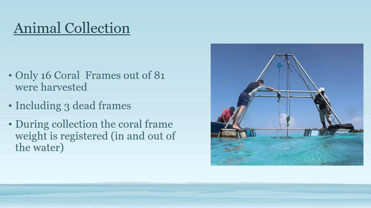 Reef Ranching ppt 2015 final
