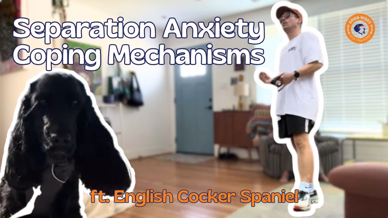 Separation Anxiety Solutions: Coping Mechanisms for Dogs
