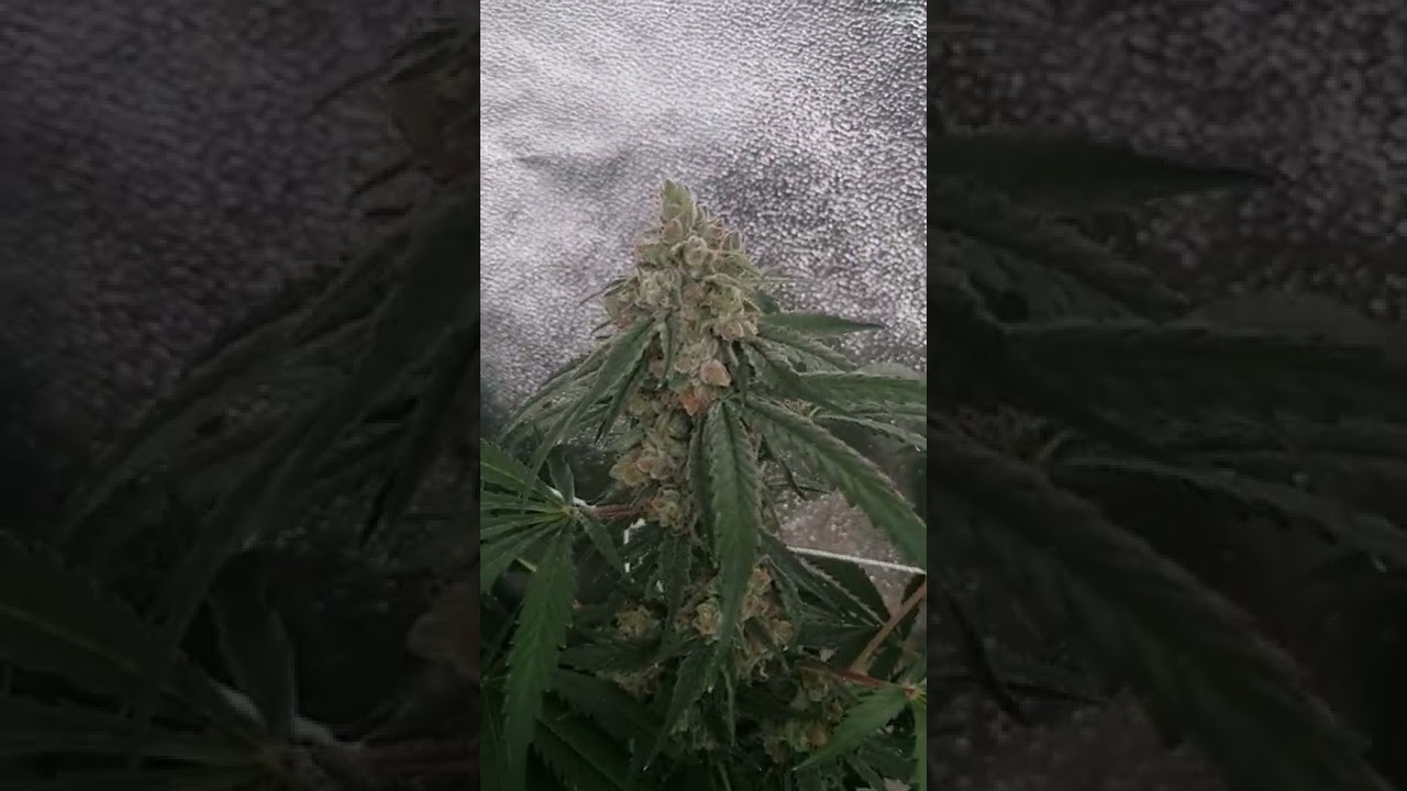 Indoor grow week 8 of flower