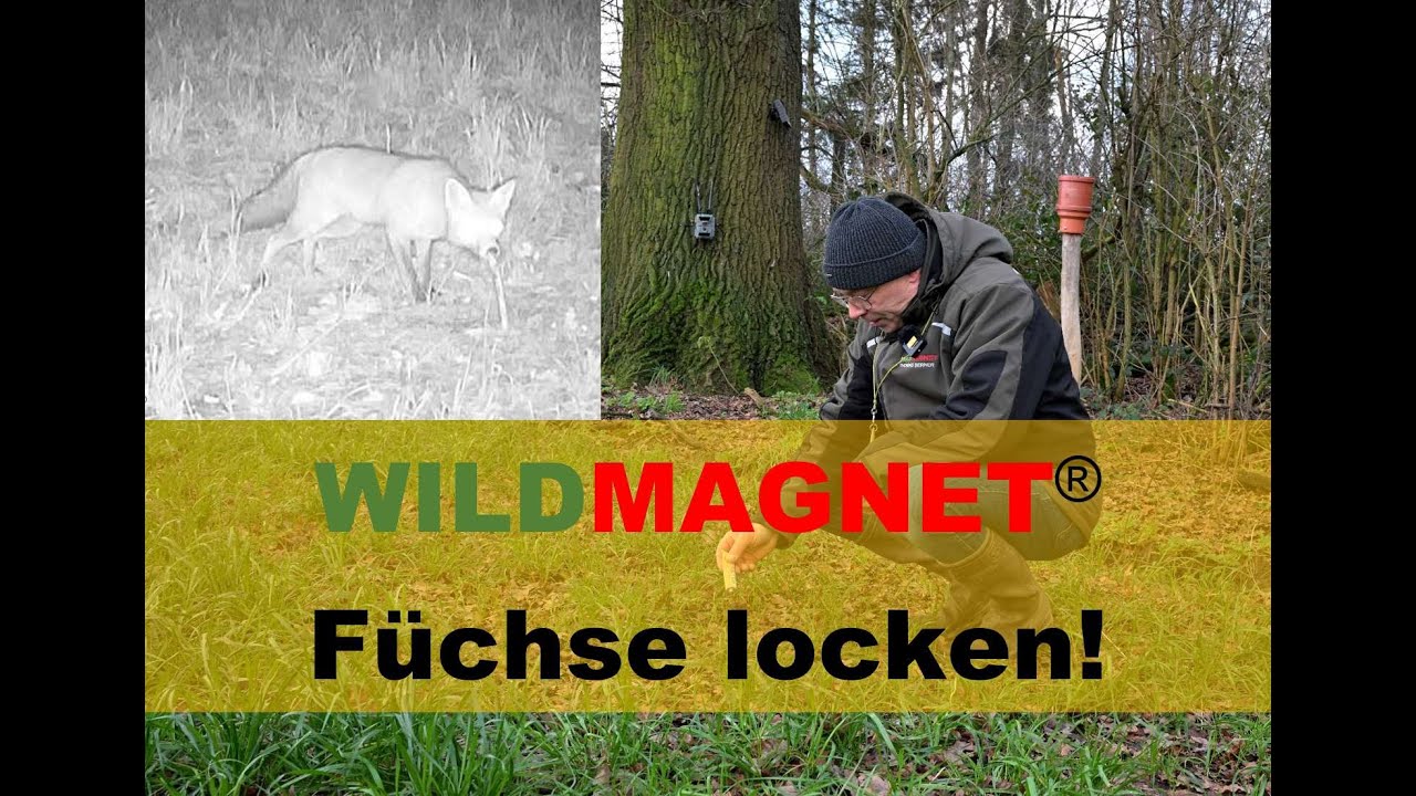 Fuchsjagd zur Fuchsranz vorbereiten