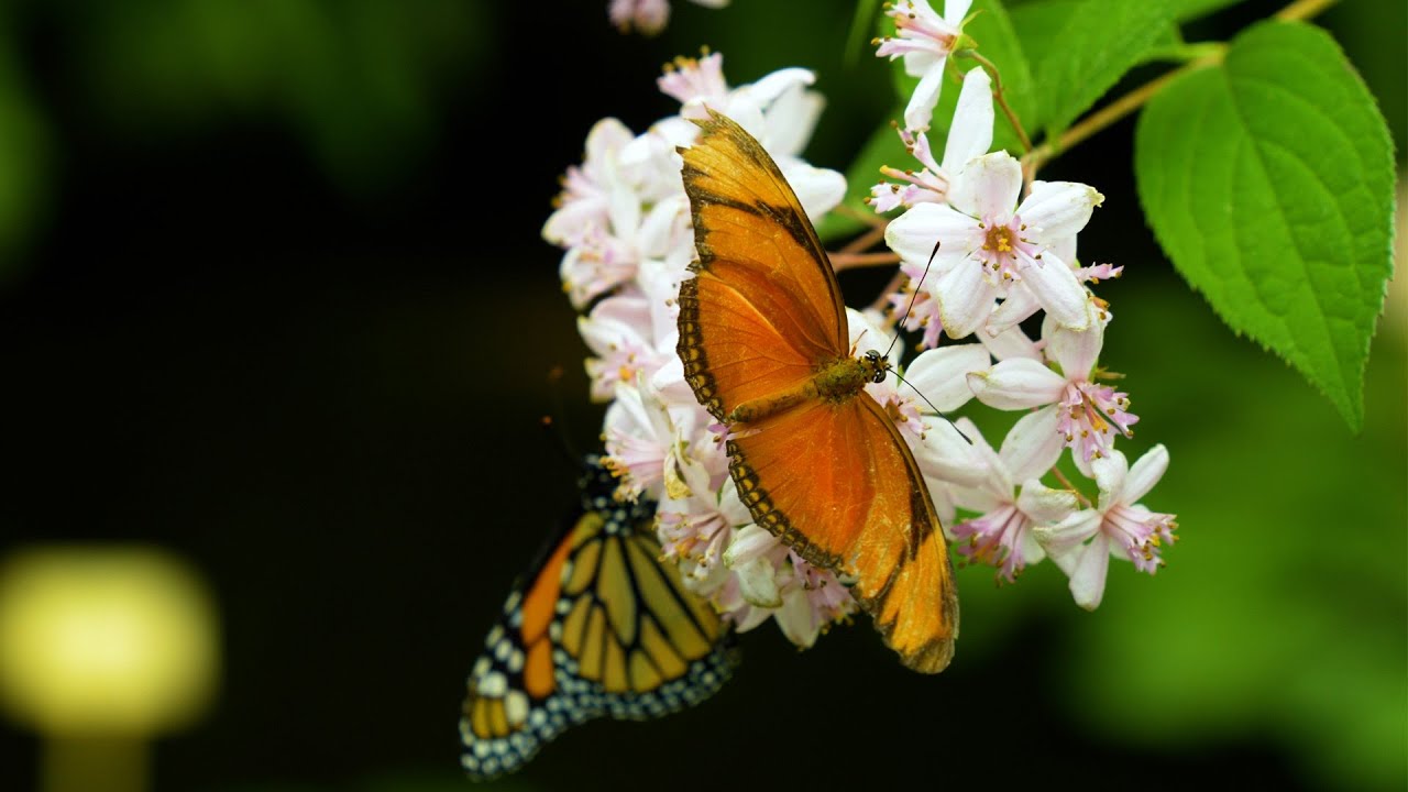 Botanickú záhradu v Košiciach ovládla výstava Motýle exotických trópov