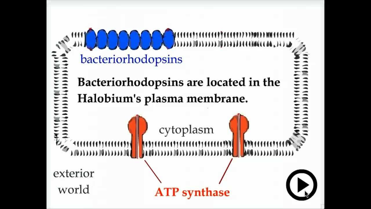 transforming light - bacteriorhodopsin