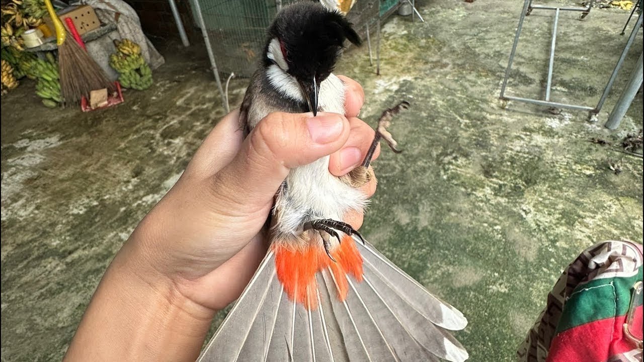 chào mào bẫy đấu khủng vip 🦅