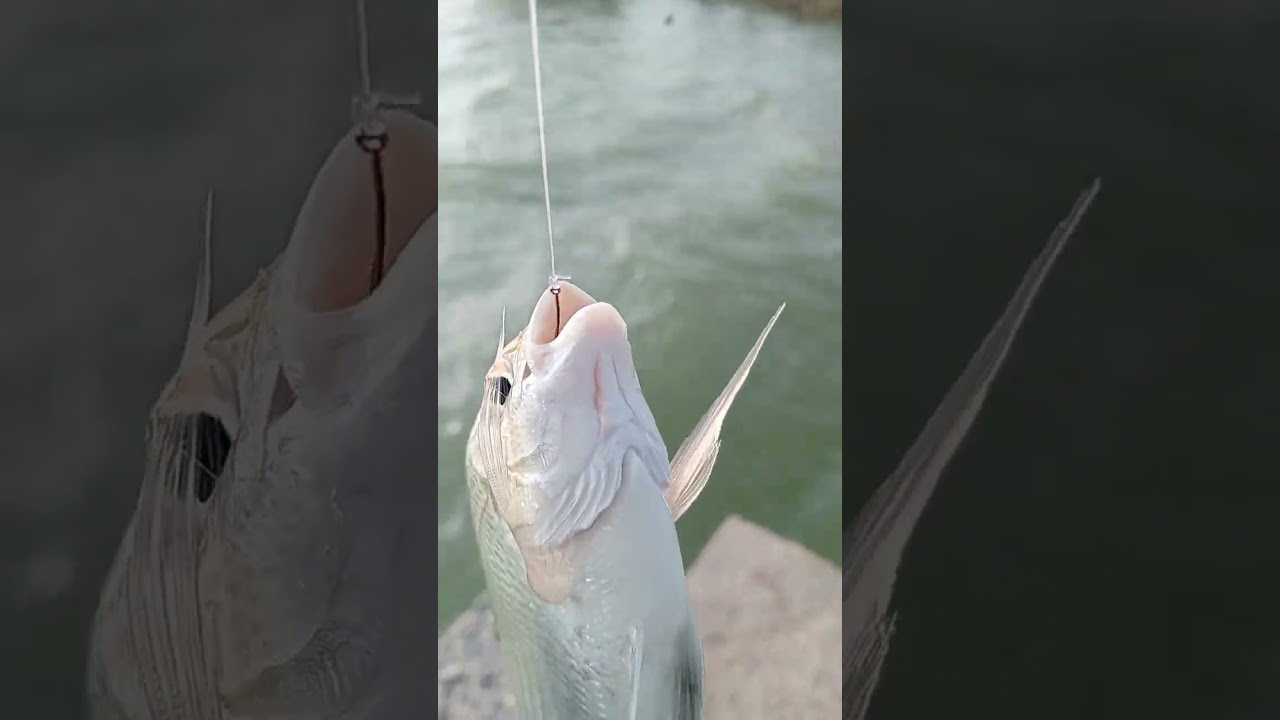 Trik dan rahasia mancing ikan bekukon/patik