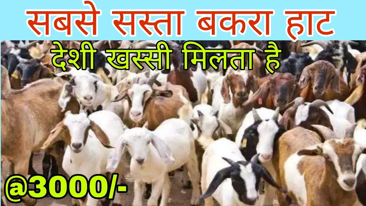 जमशेदपुर का सबसे बड़ा और सस्ता पशु (भेड़ /बकरी /मुर्गी /बतख /कबुतर) हाट | Cheapest animal market |