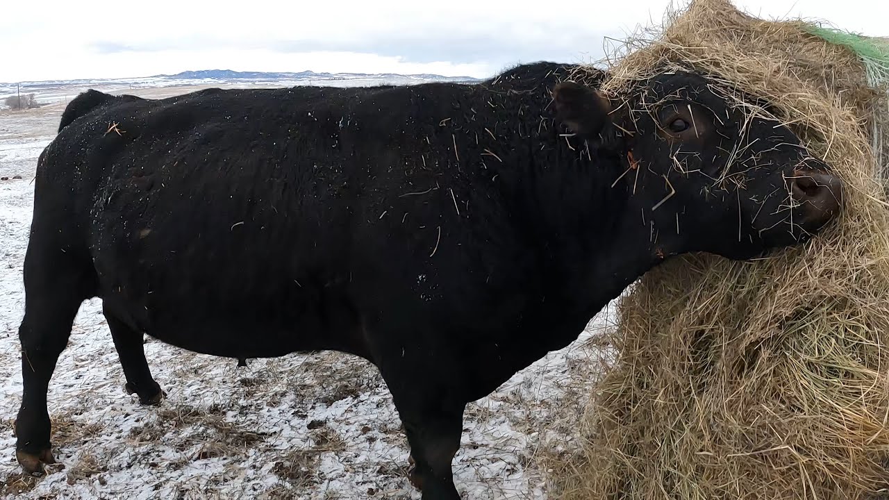 Mad Bull!