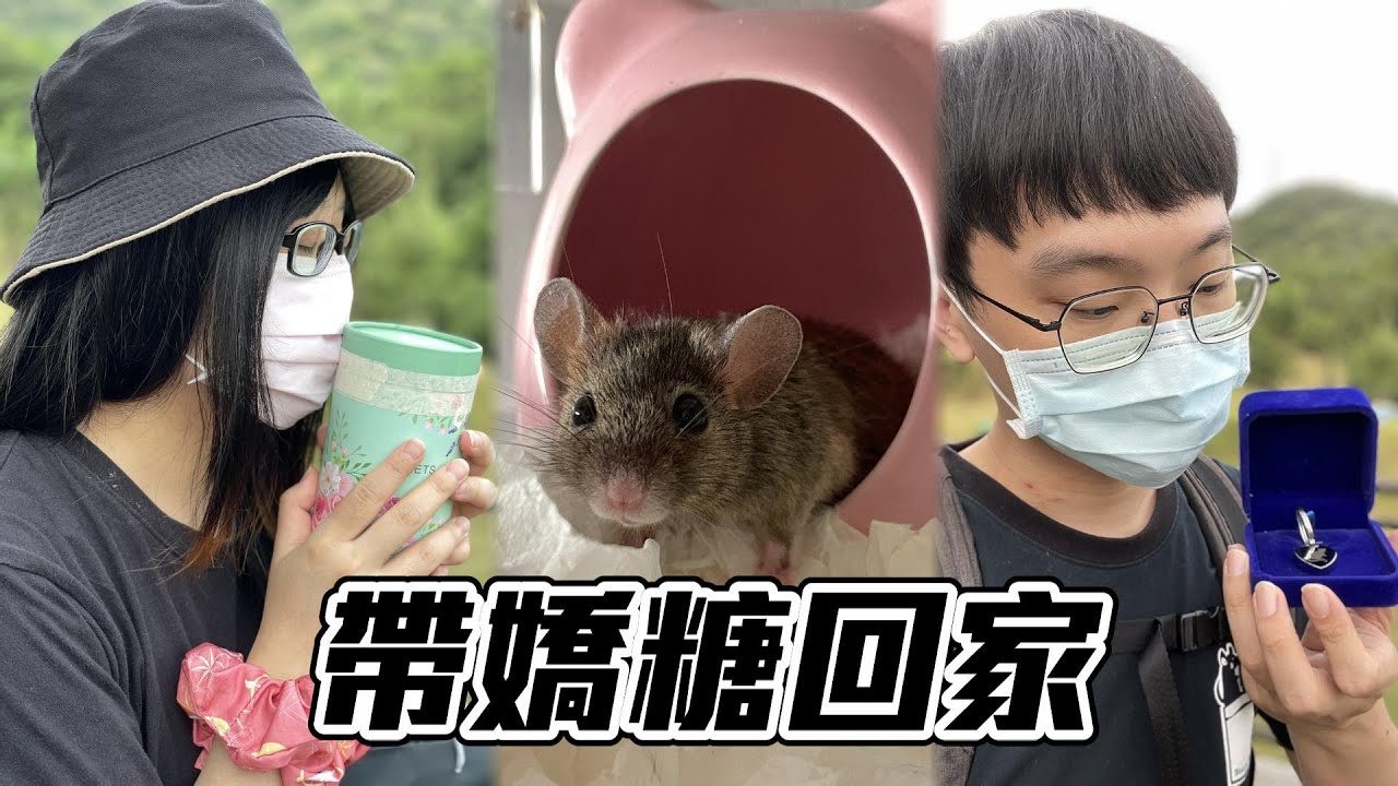 【維鼠日記】帶嬌糖回家了。【維特】#117