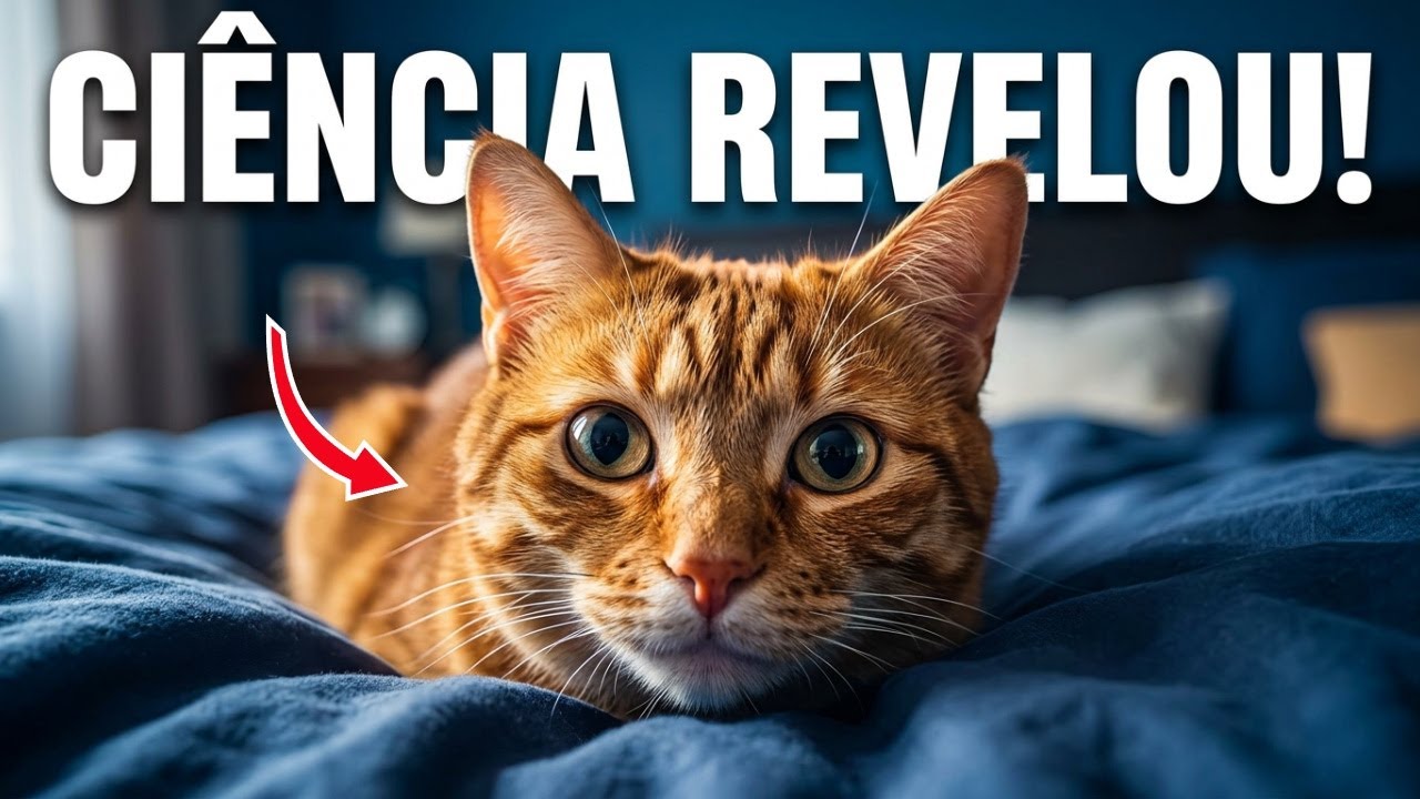 O Que Seu Gato Pensa Quando Dorme Com Você (A Ciência Explica)