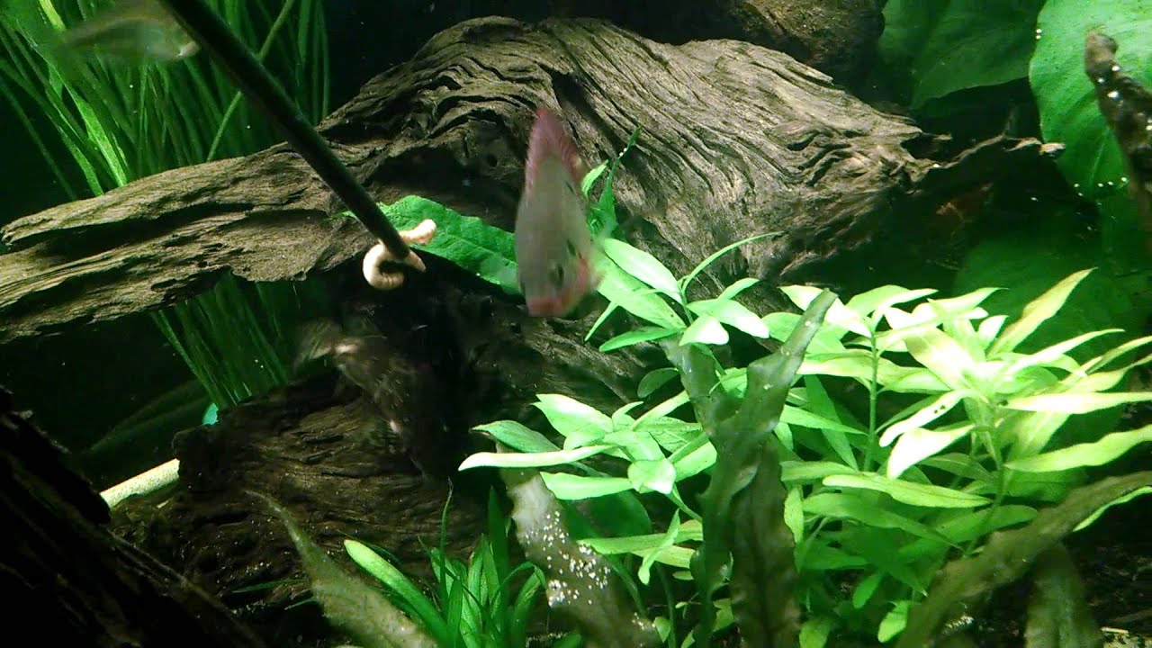 Congo River Bio Tope Aquarium