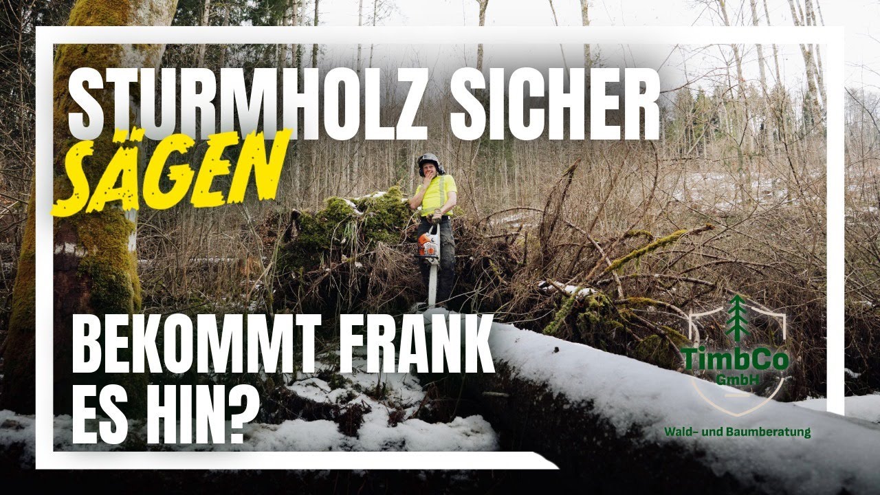 Arbeiten mit Sturmholz – Risiken erkennen und sicher sägen | TimbCo GmbH