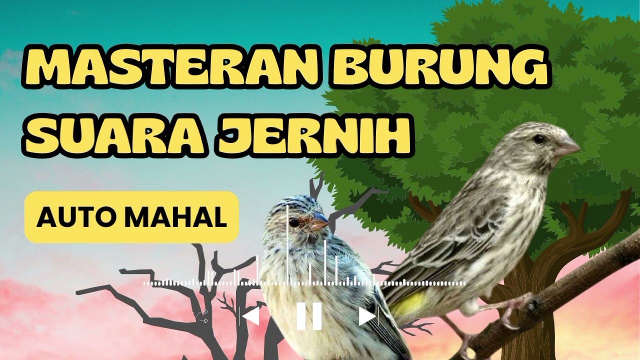 BLACKTHROAT SUARA JERNIH SANGAT BAGUS UNTUK MASTERAN KENARI PAUD❗