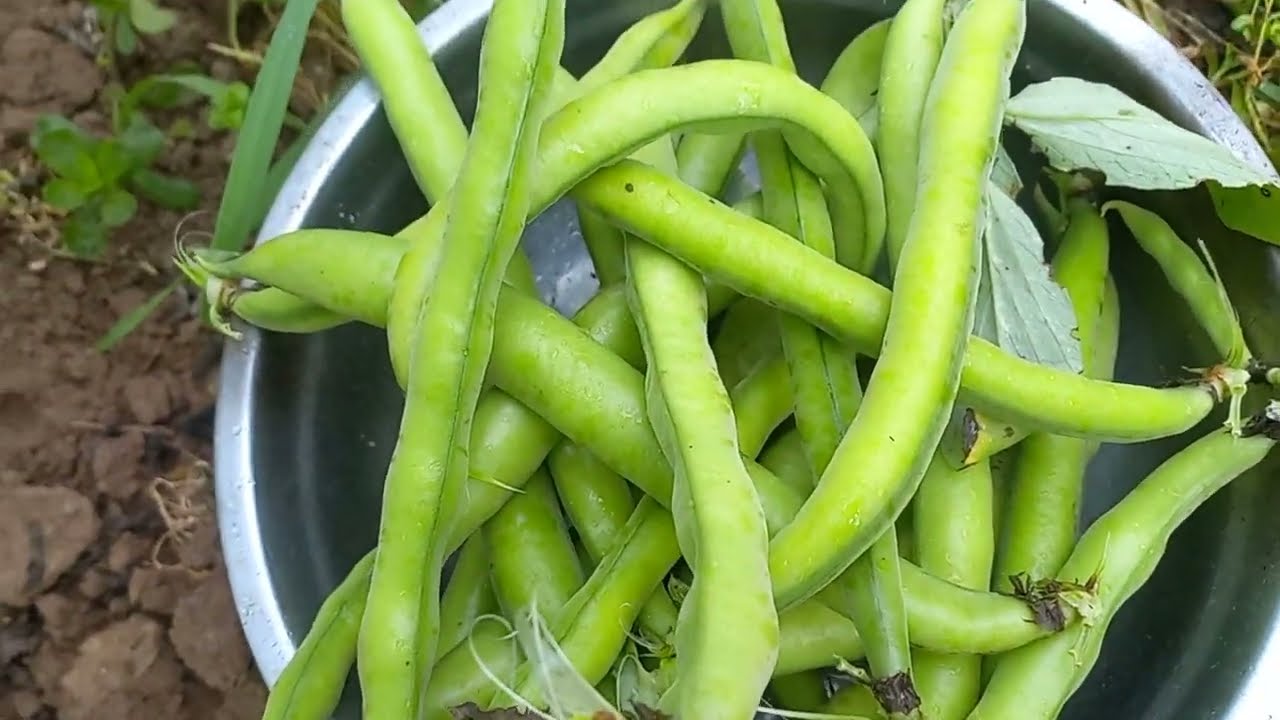 لاحظ قطف الفول الطري كالحبق / Cueillir des haricots tendres comme le basilic