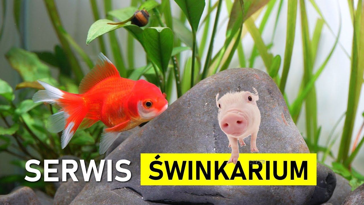 Serwis Akwarium  