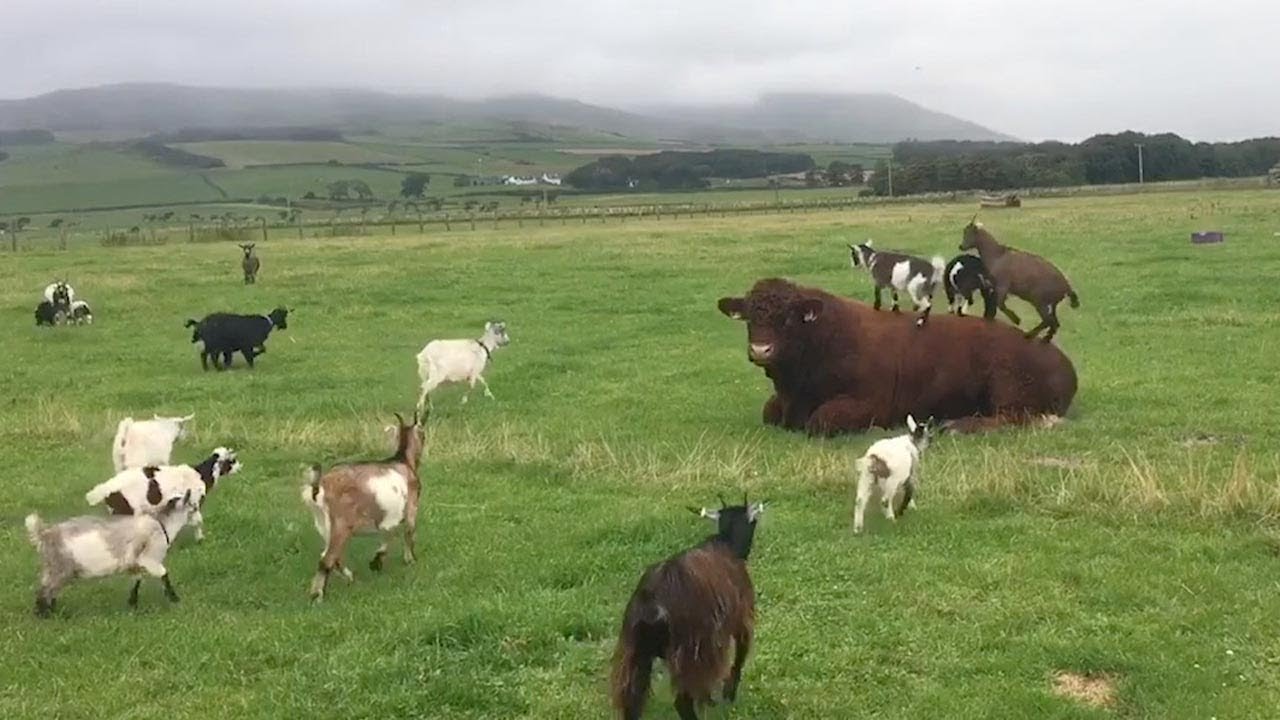 Baby Goats Climbs All Over Bull