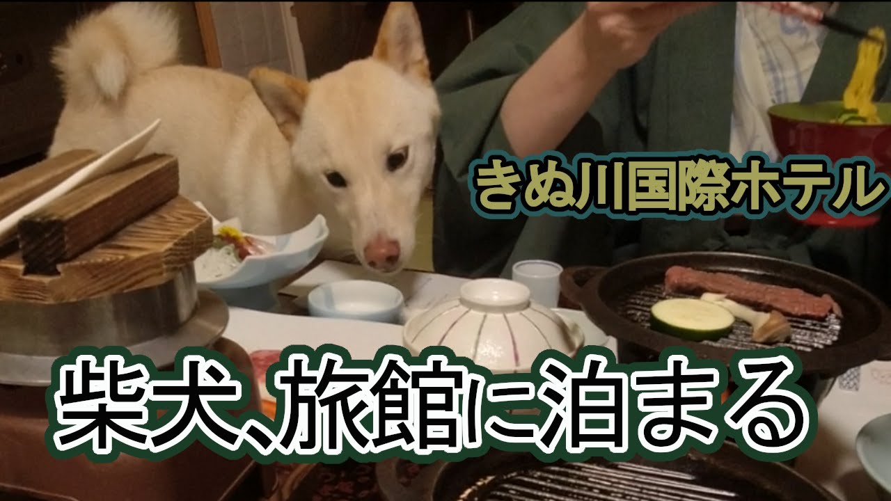 犬と旅館に泊まる。きぬ川国際ホテルを堪能する犬一家【2泊3日で日光の旅、ホテル編①】