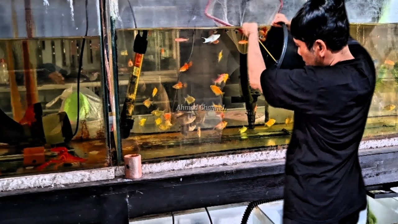 Habis Mengisi Air AQuarium | Lanjut Belanja Ikan Hias yang imut-imut