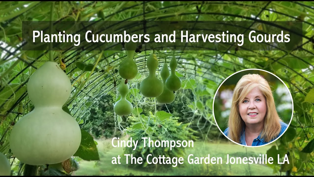 Planting Cucumbers and Picking Gourds