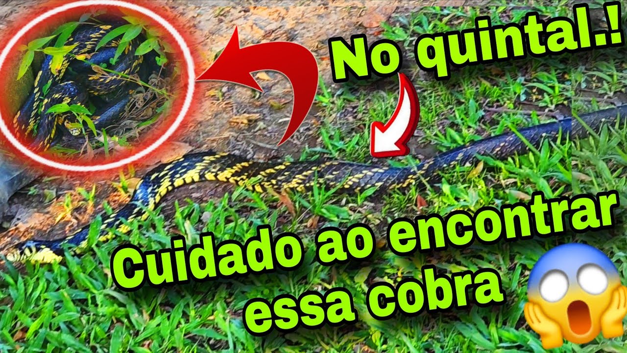 COBRA GIGANTE EM NOSSO QUINTAL.! 