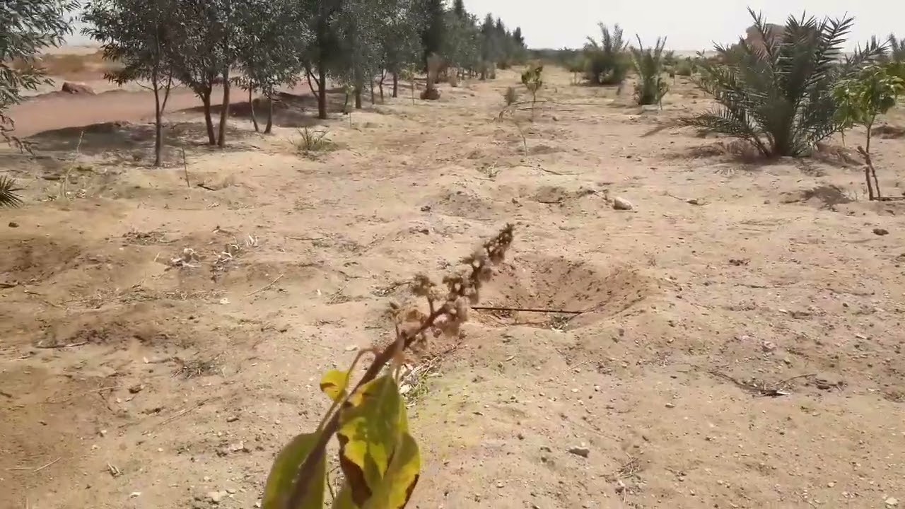 عيوب زراعة مصد الرياح في المزارع حلقة ٨٦٨ واتس ٠٠٢٠١١٠٤٨٧٣٣٤٨