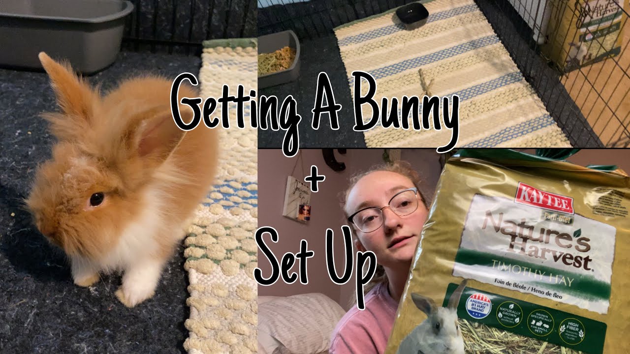 I’m Getting A Pet Bunny! | Vlog