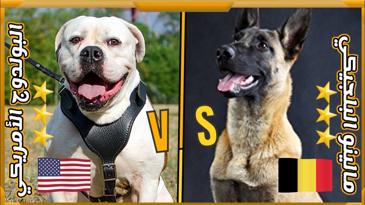 مقارنة شاملة بين الراعي البلجيكي المالينوا vs  و البولدوج الأمريكي || American Bulldog vs Malinois