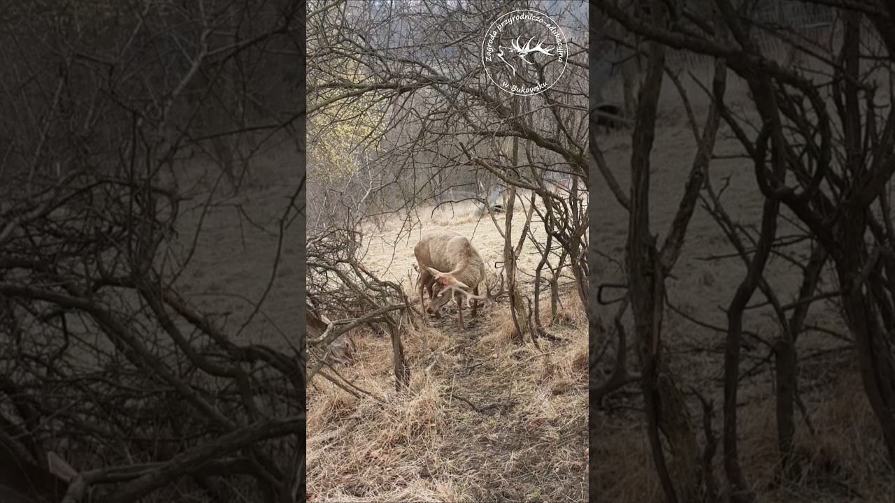 Jeleń zrzuca poroże