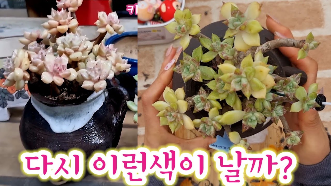 그 예뻤던 아르제가 ...이게 뭐냐? 뼈르제가 되었네....아르제군생 하엽정리해요 ~ 옛날엔 예뻤다! 